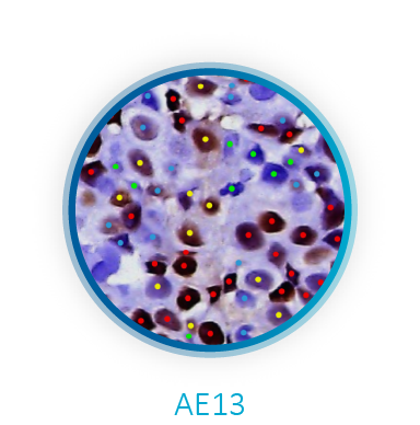 Live Digital Visualization