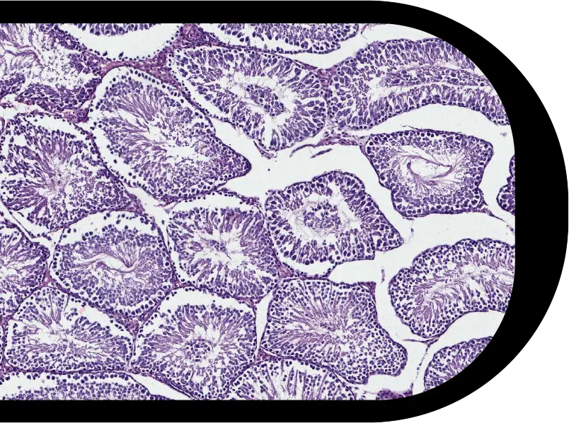 Scanned With Histology Scanner